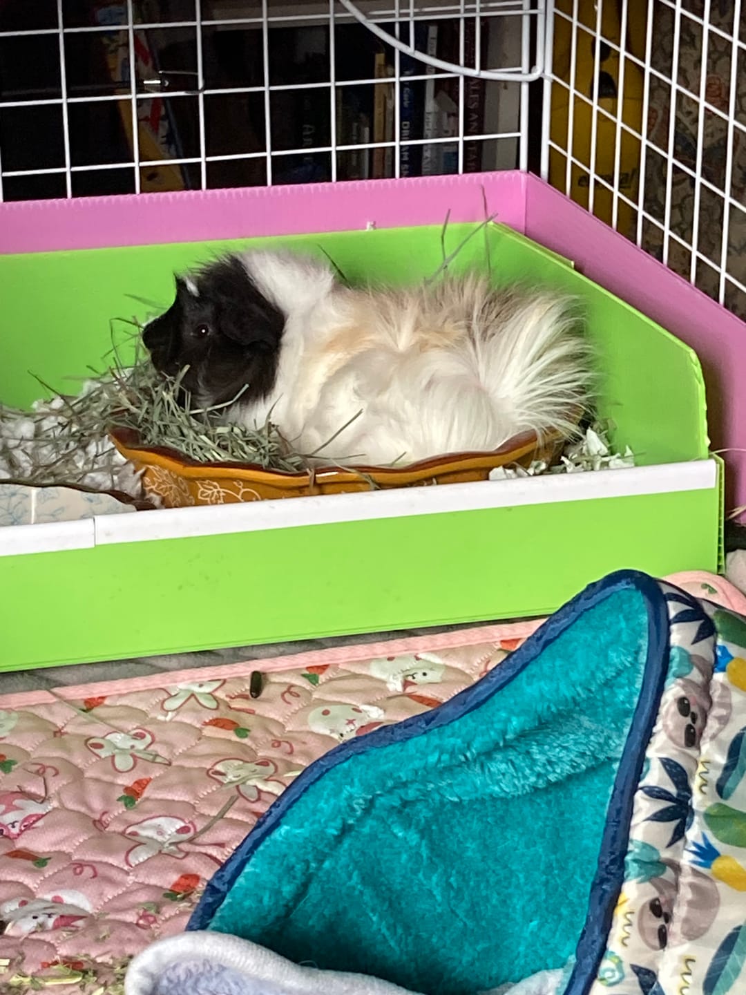 Customer photo review of Orchard Hay Bar for Guinea Pigs (5 Pack)