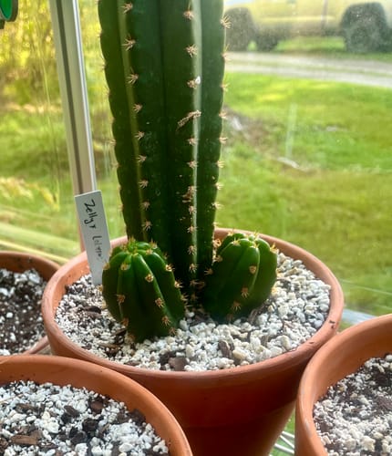 Customer photo review of Penis Cactus | Short Form | Trichocereus bridgesii monstrose