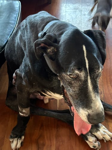 Customer photo review of Librela®