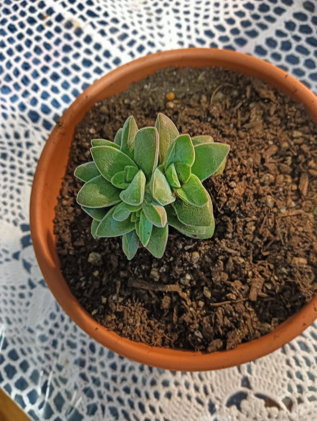 Customer photo review of Crassula 'Warmsley Blue'