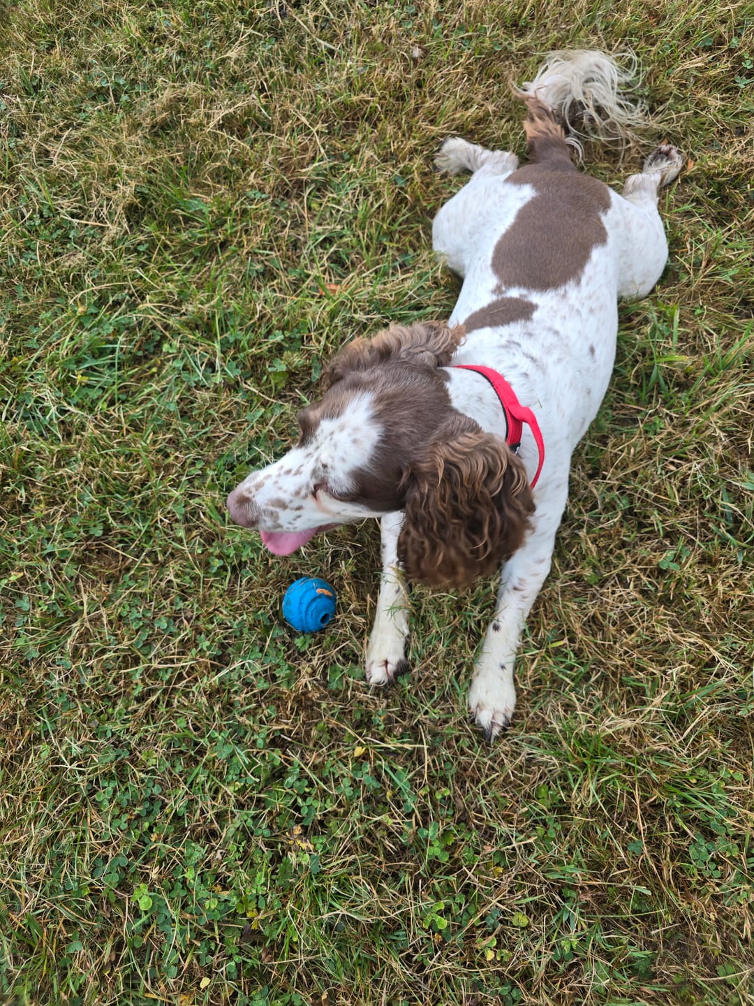 Customer photo review of Performance collar - 2.5cm (Smaller breed/Puppy) - Red