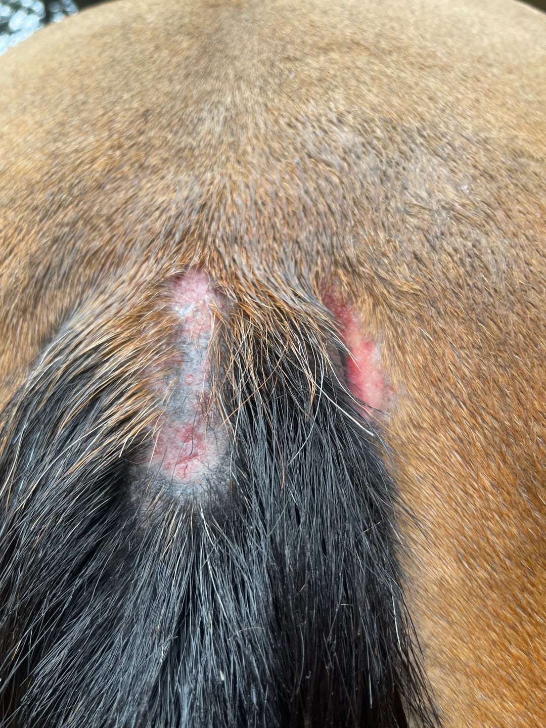 Customer photo review of Horse Spray