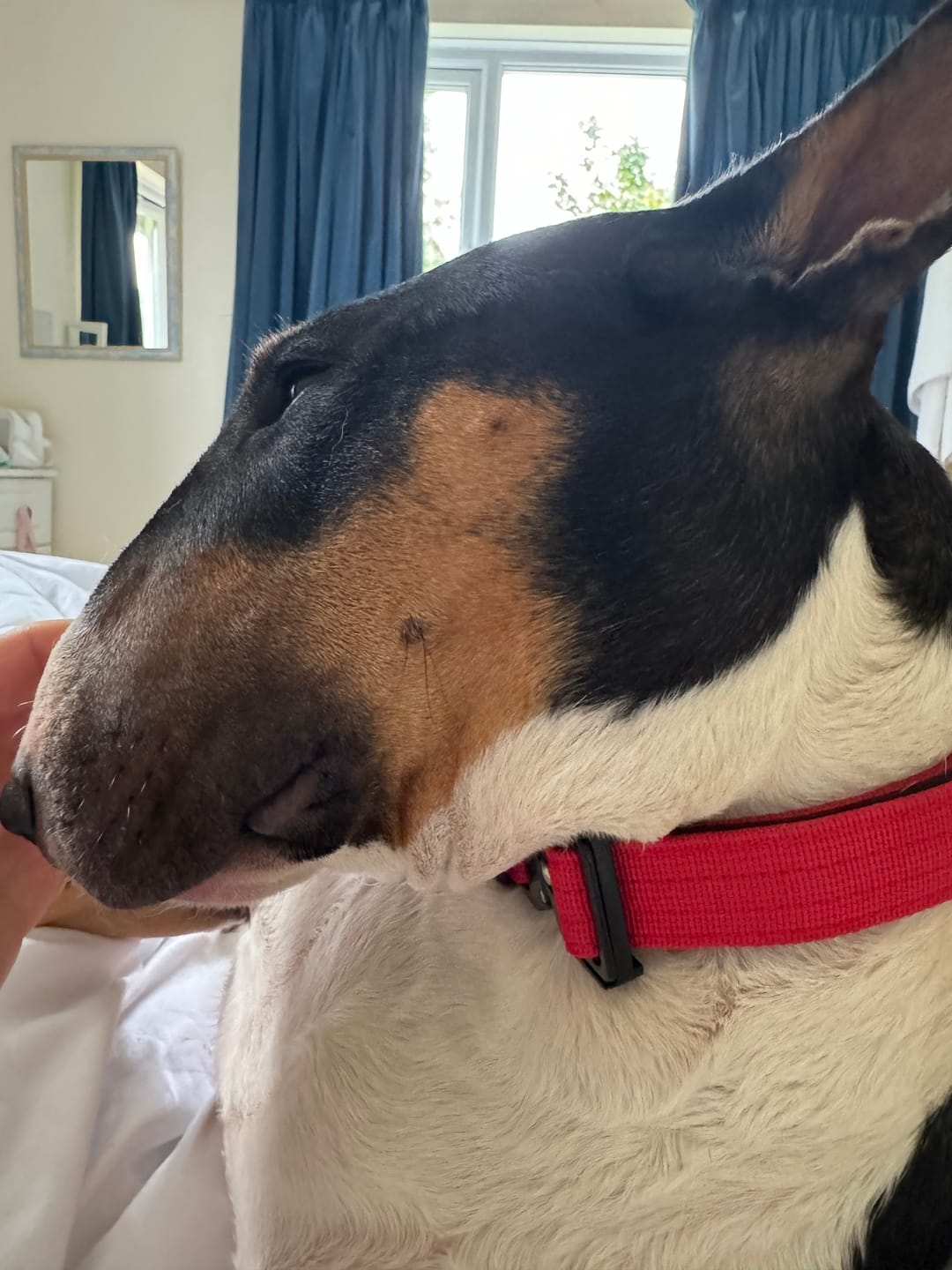 Customer photo review of 2.5cm Combat® Collar | With Handle & Rated Clip - Magenta v2.0
