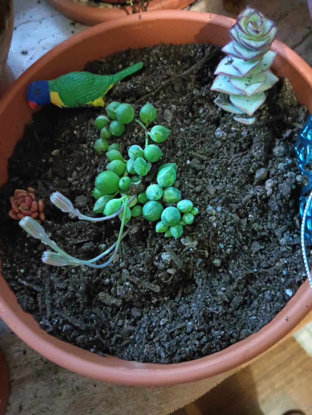 Customer photo review of Senecio 'Angels Tears'