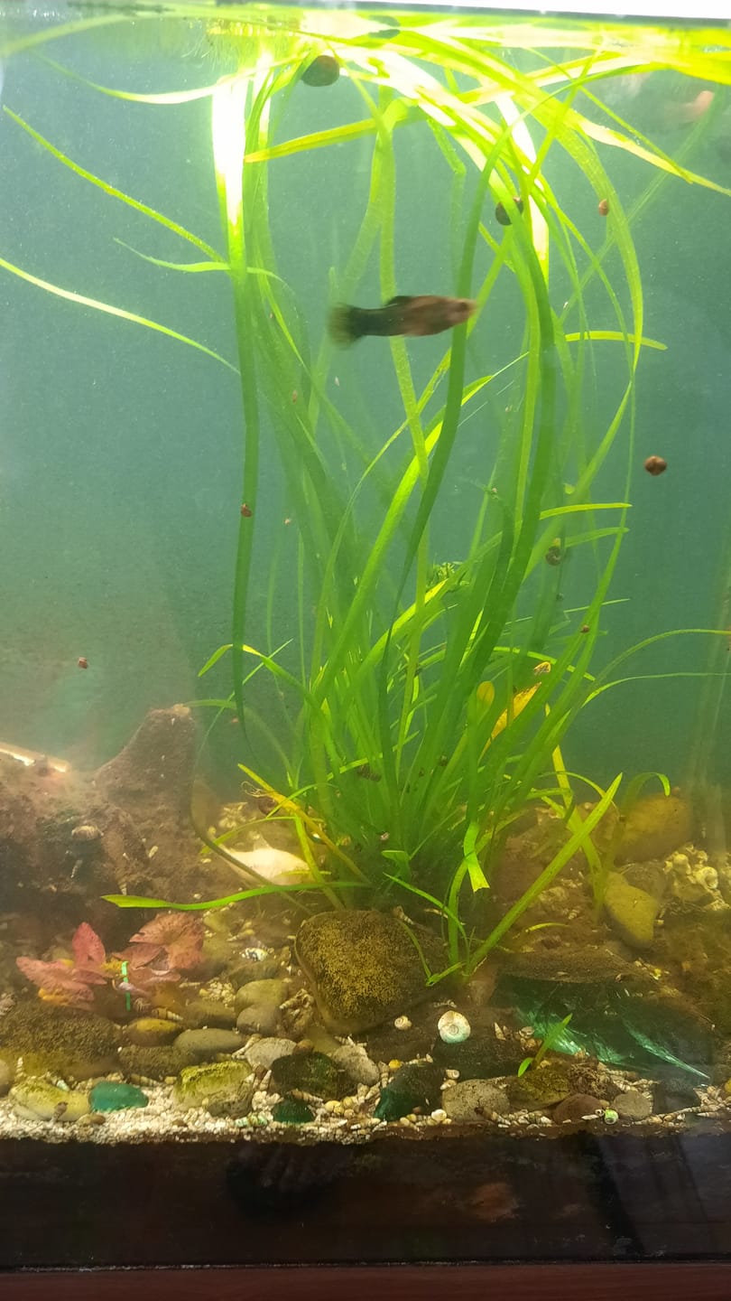 Customer photo review of Dwarf Sag (Sagittaria Subulata)
