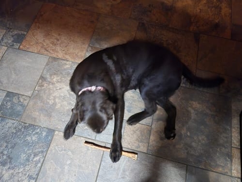 Customer photo review of USA Bison Trachea