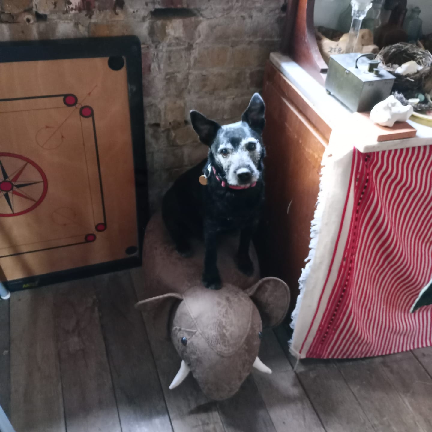 Customer photo review of Collagen Powder For Dogs