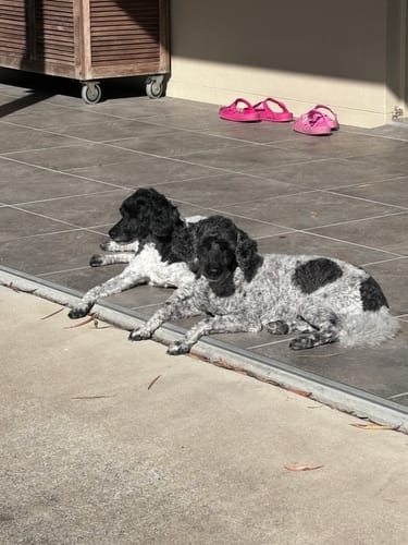 Customer photo review of SALMON & OCEAN FISH - SENSITIVE DOG BLEND 3KG (ADULT)