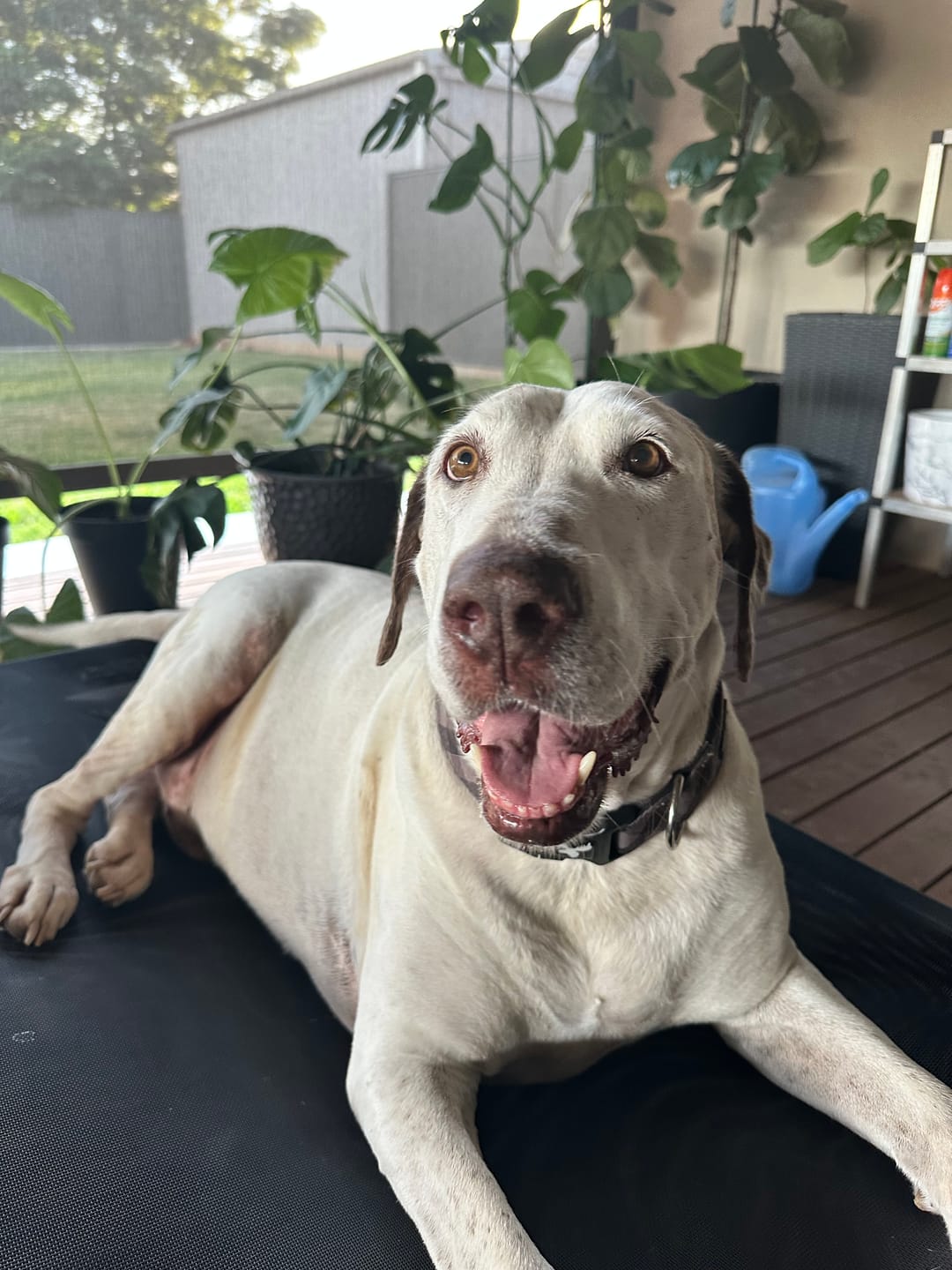 Customer photo review of Canine Joint Plus™️ 500g