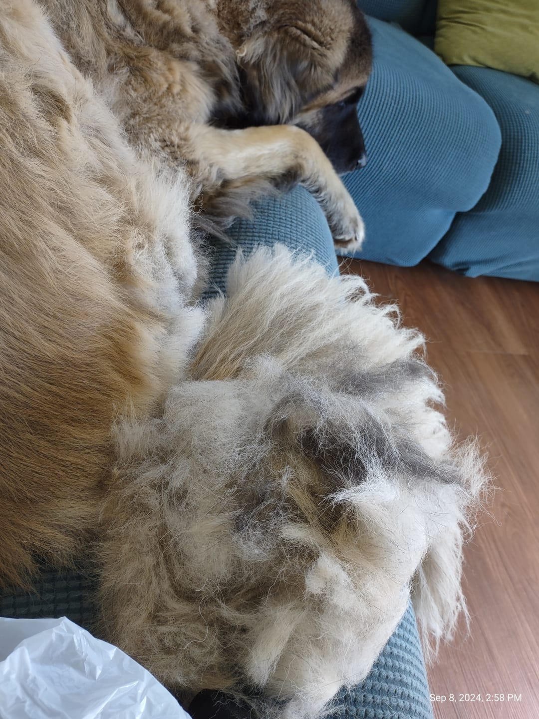 Customer photo review of furMe™️ Professional PLUS Pet Grooming Vacuum Kit
