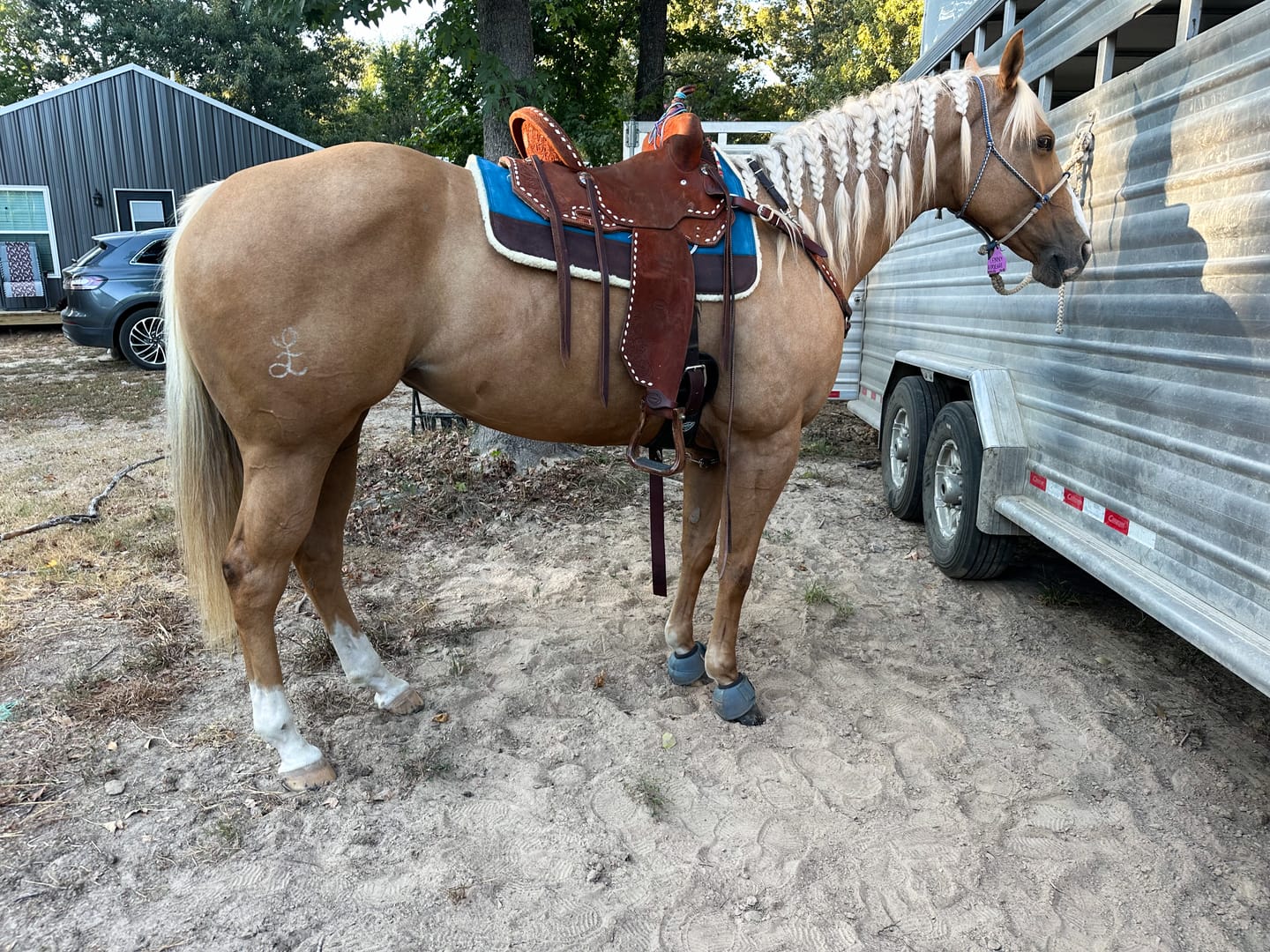 Customer photo review of OptiWize Collagen +Plus Horse Joint Supplement