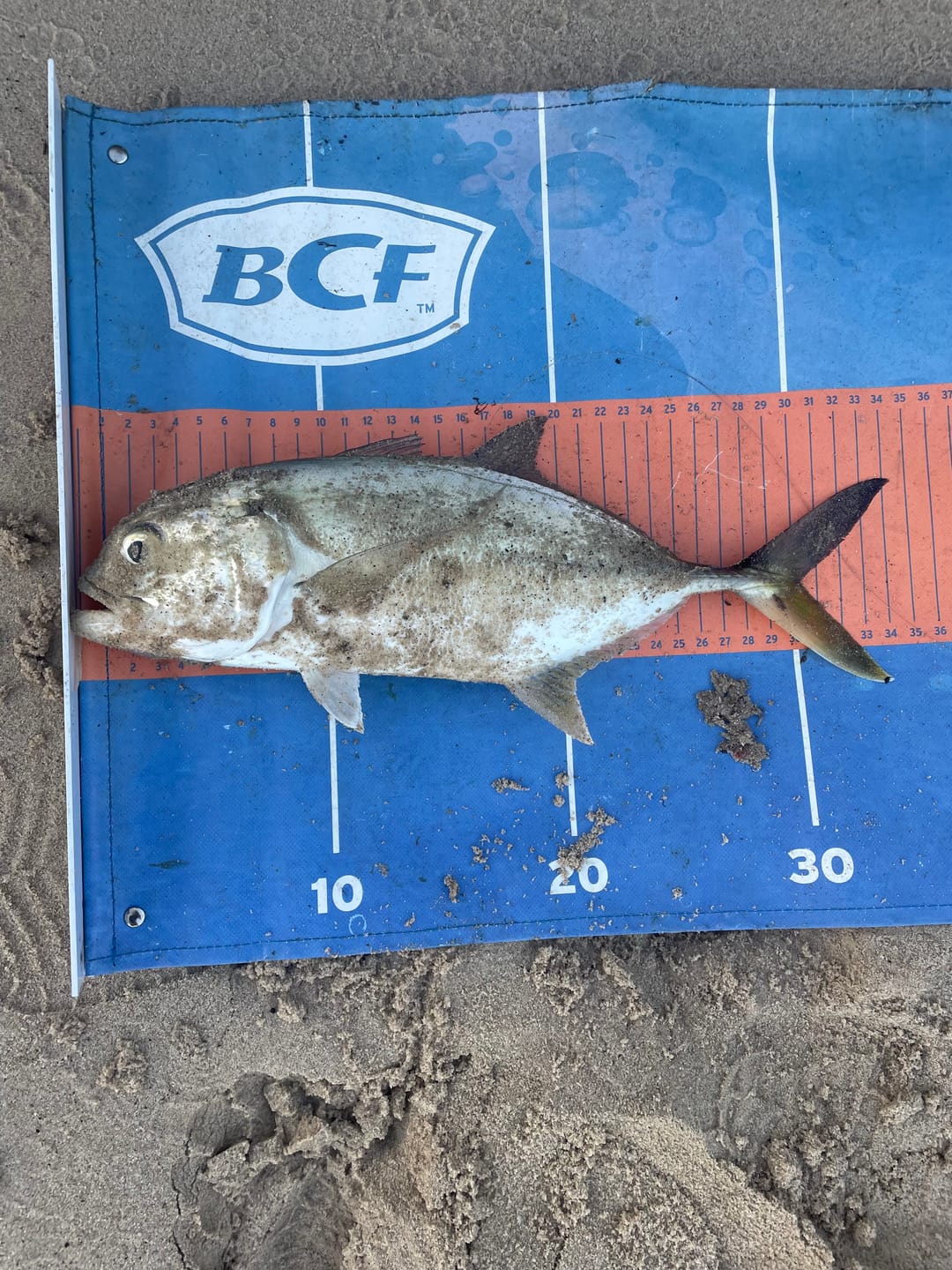 Customer photo review of DEATH SHAD