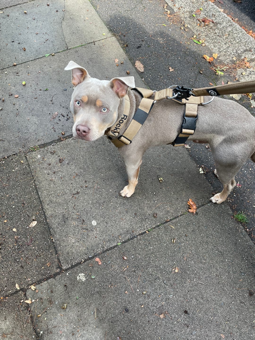 Customer photo review of TRI-Harness® | Anti-Pull, Adjustable & Durable - Dog Trainers Choice - Military Tan v2.0