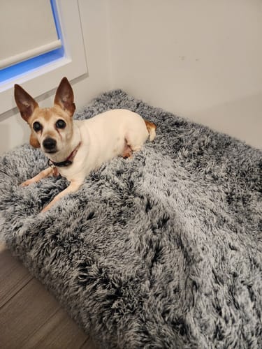 Customer photo review of PaWz Premium SuperMat Calming Bed