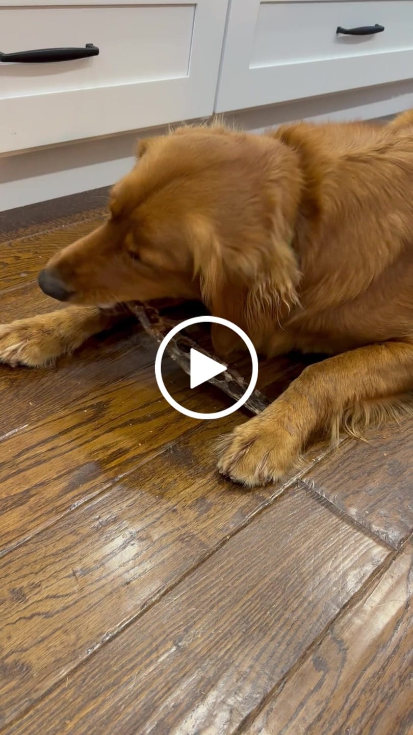 Customer video review of 12 Inch Beef Jerky Strip