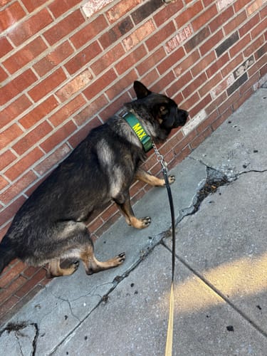 Customer photo review of Red Bully Proof Collar