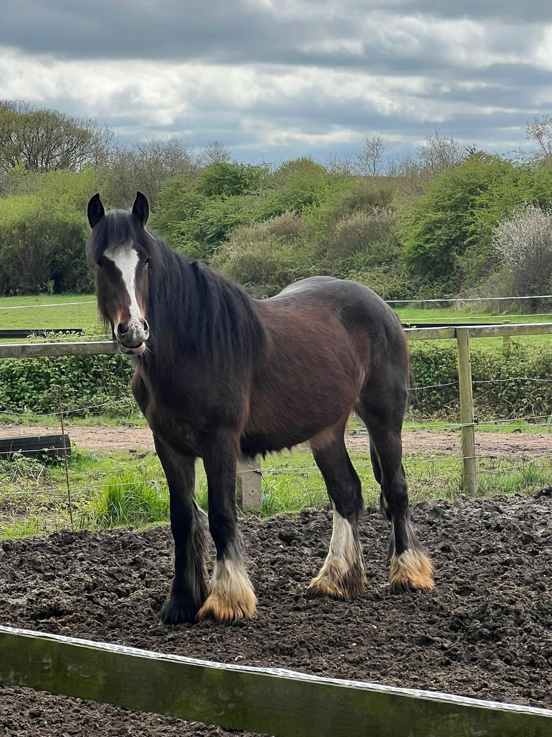 Customer photo review of Horse Spray