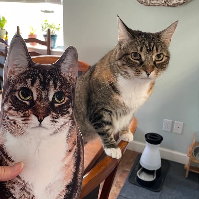 Customer photo review of Custom Pet Pillow