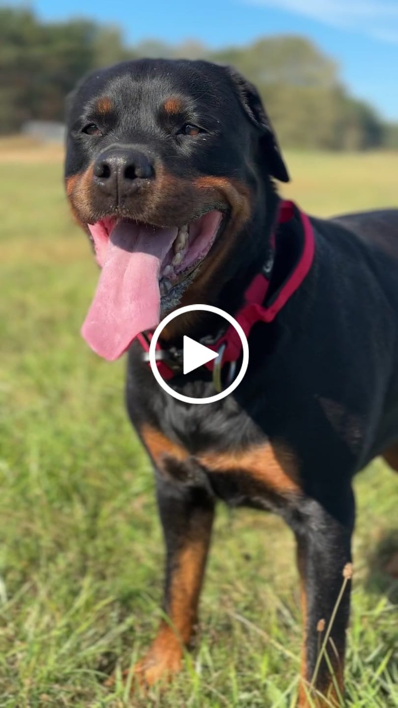 Customer video review of 4cm Combat® Collar | With Handle & Rated Clip - Red v2.0
