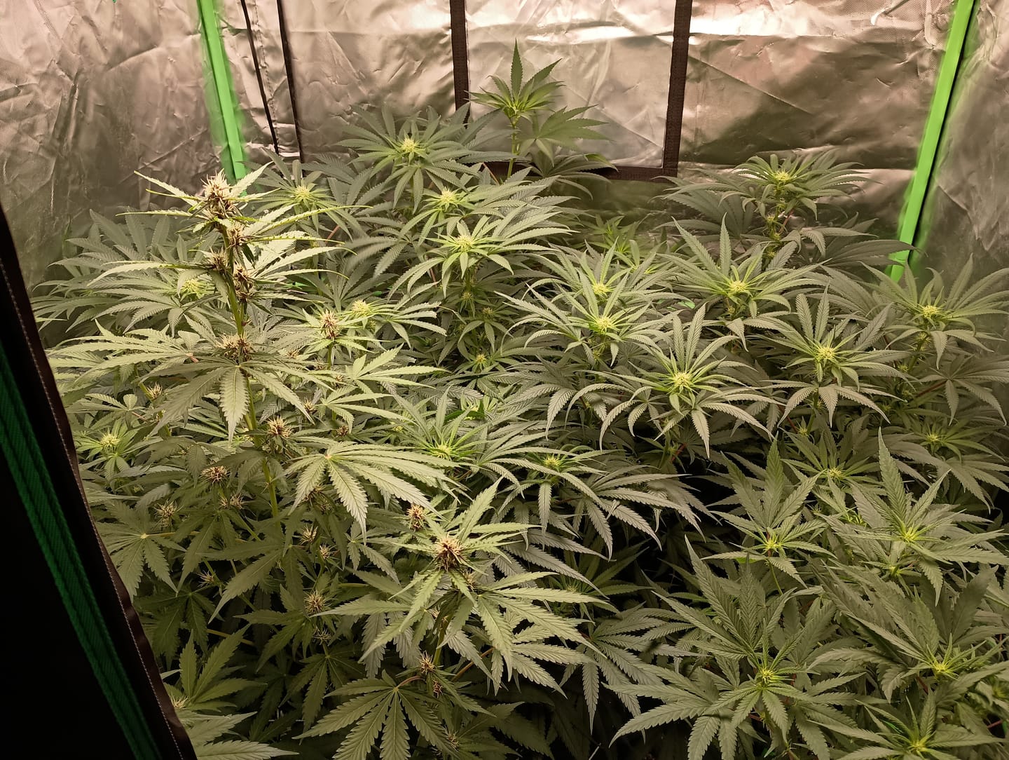 Customer photo review of GRO GREEN™