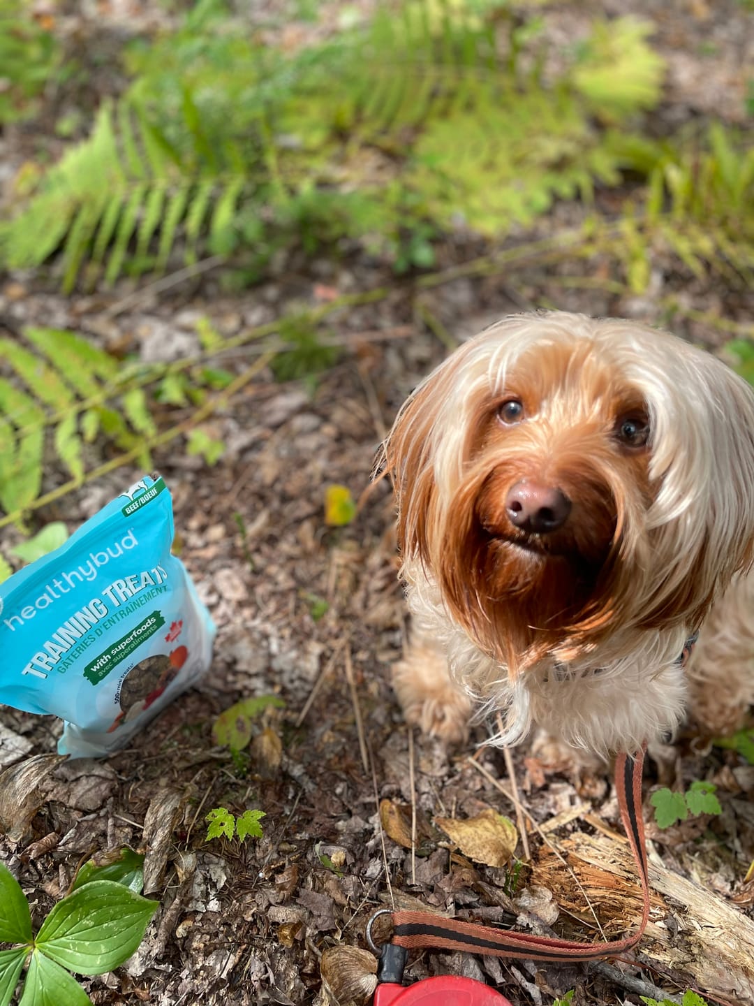 Customer photo review of Beef Mini Training Treats