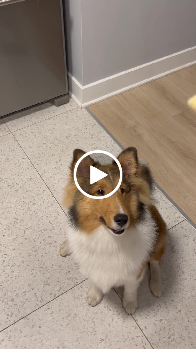 Customer video review of Banana Chips