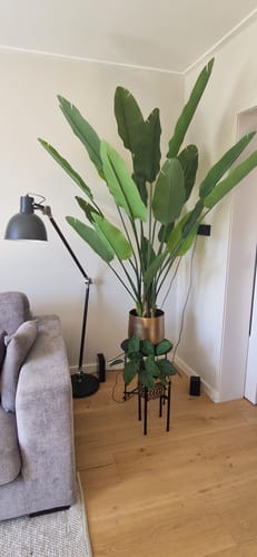 Customer photo review of Strelitzia Kunstplant 180cm