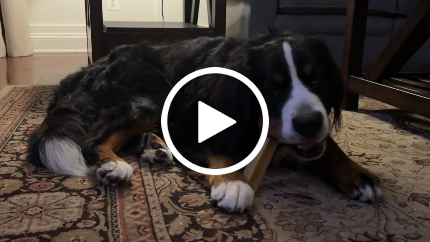 Customer video review of Himalayan Yak Chew (EXTRA LARGE)