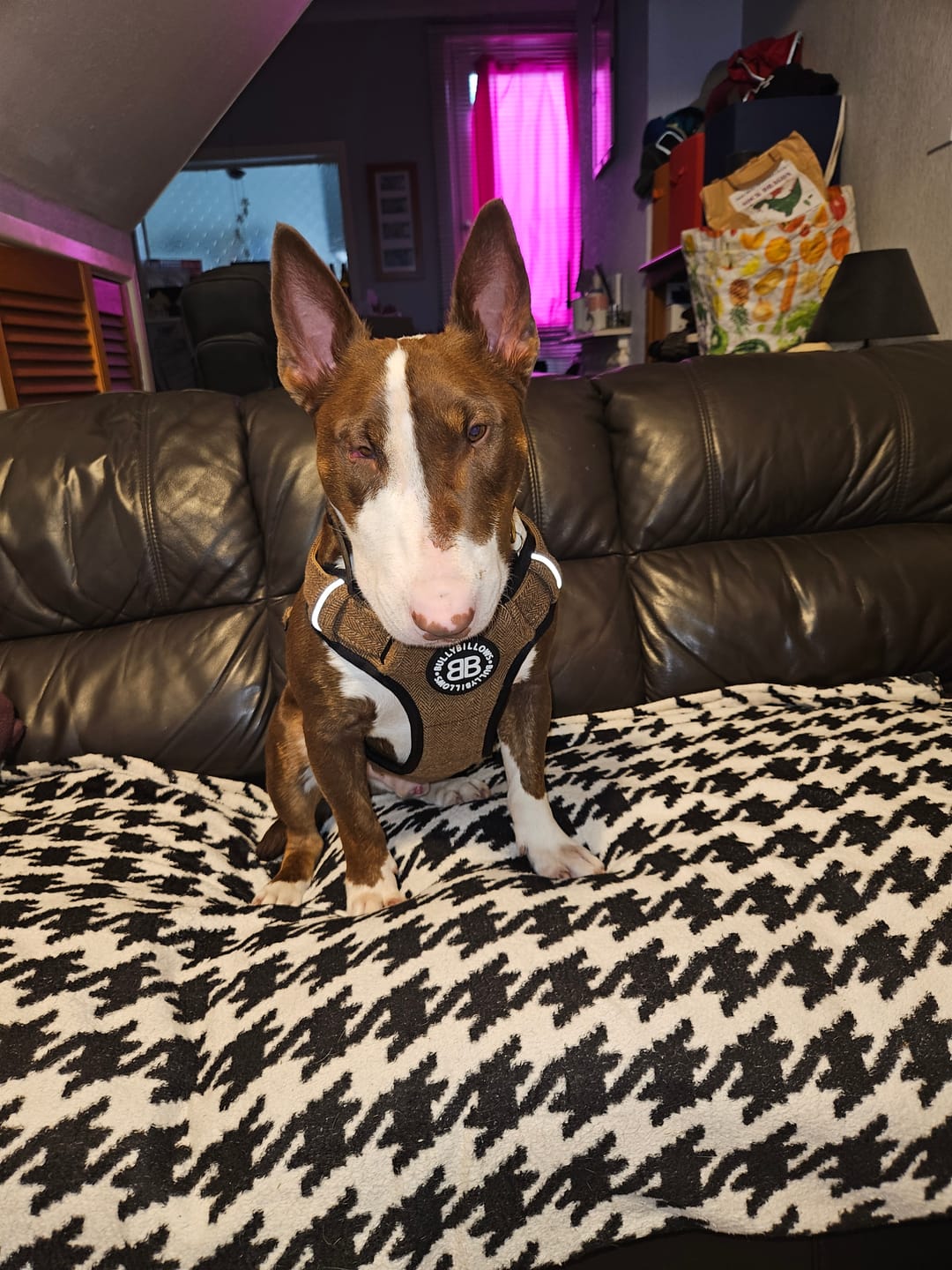 Customer photo review of Premium Comfort Tweed Harness | Non Restrictive & Adjustable - Classic Tan