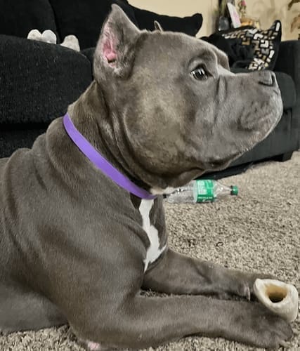 Customer photo review of FurLife™ - Natural Pheromone Calming Collar