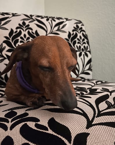 Customer photo review of FurLife™ - Natural Pheromone Calming Collar
