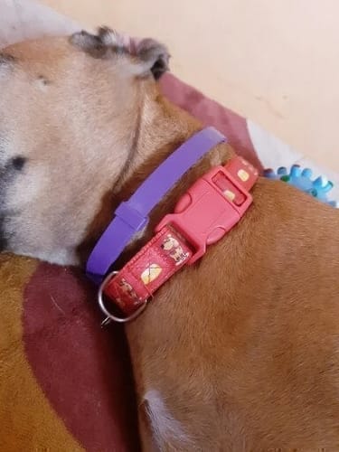 Customer photo review of FurLife™ - Natural Pheromone Calming Collar