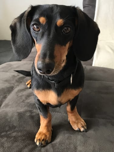 Customer photo review of Lucky Belly