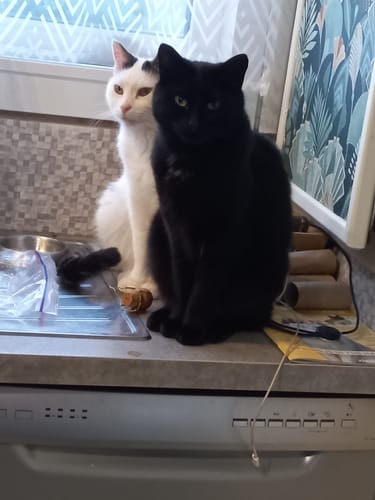 Avis photo d'un client sur Croquettes Chat Stérilisé Sans Céréales - Poulet