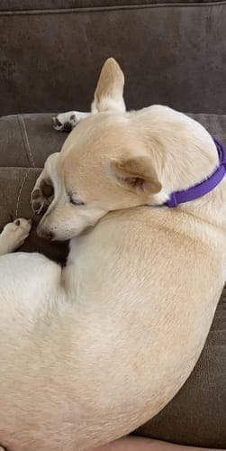 Customer photo review of FurLife™ - Natural Pheromone Calming Collar