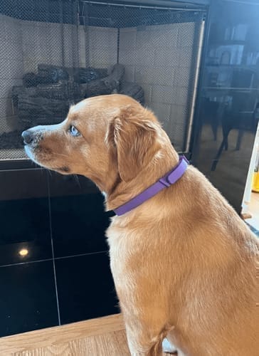 Customer photo review of FurLife™ - Natural Pheromone Calming Collar