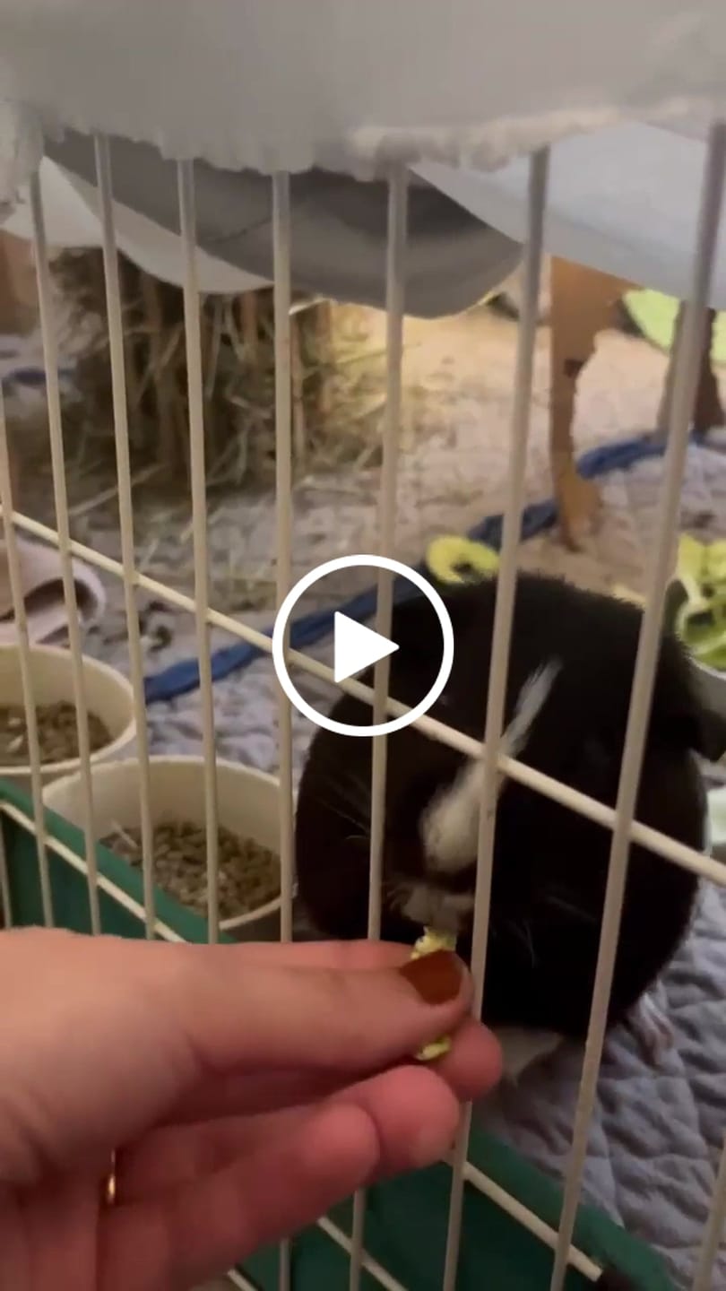 Customer video review of Pea Flakes Treat Cup