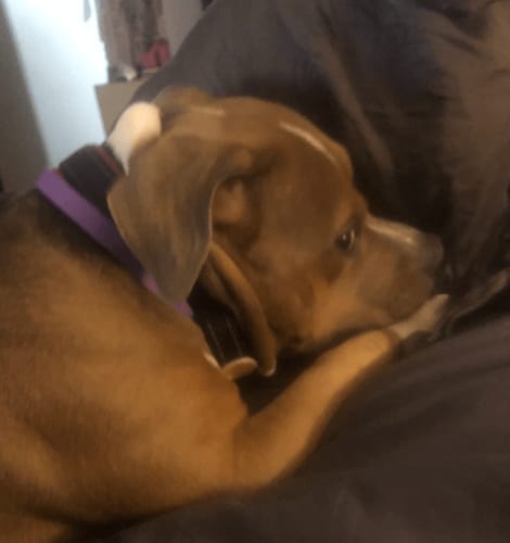 Customer photo review of FurLife™ - Natural Pheromone Calming Collar