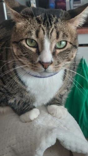 Customer photo review of FurLife™ - Natural Pheromone Calming Collar