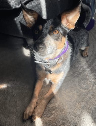 Customer photo review of FurLife™ - Natural Pheromone Calming Collar