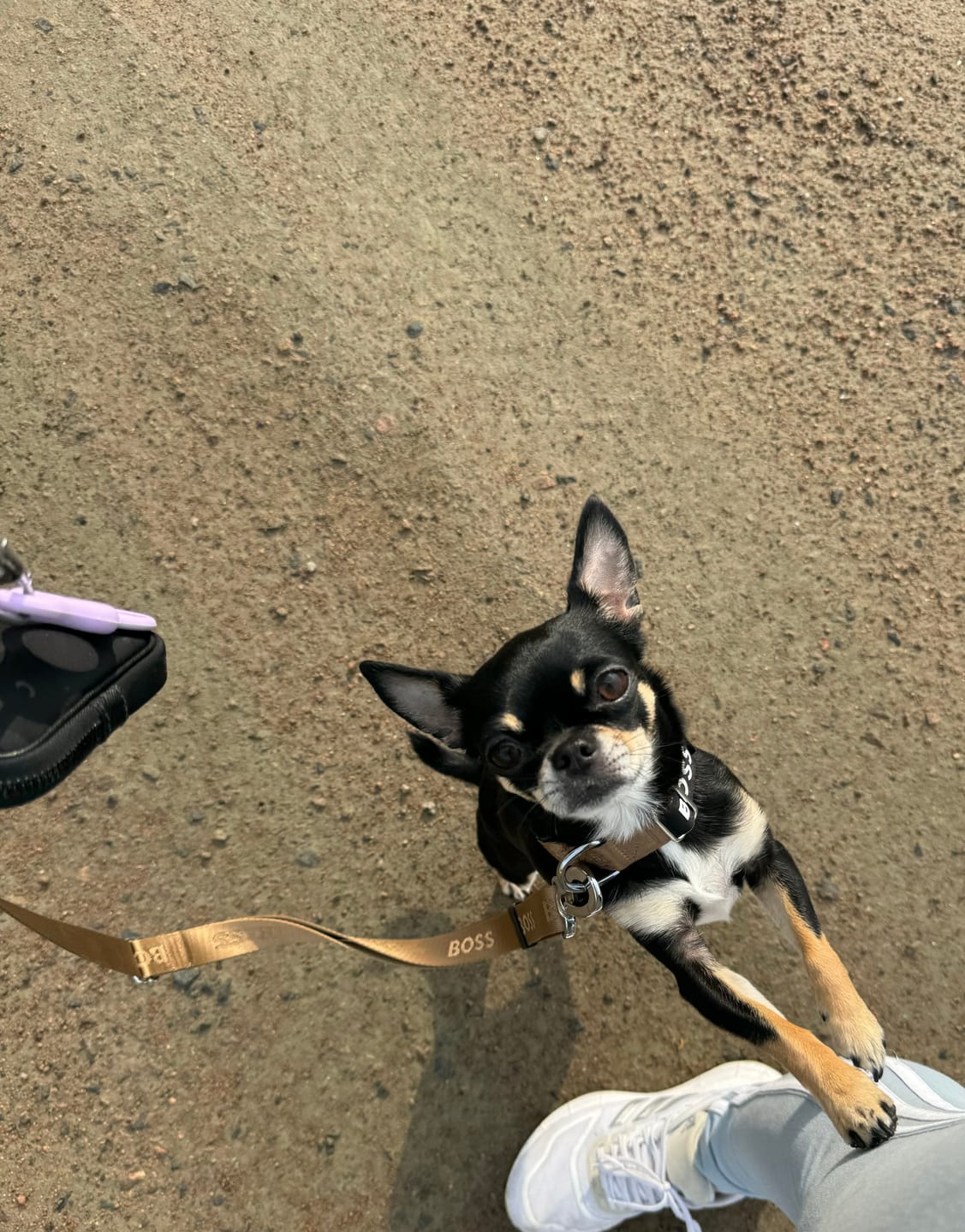 Customer photo review of Dog Essentials Collar