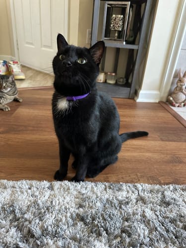 Customer photo review of FurLife™ - Natural Pheromone Calming Collar