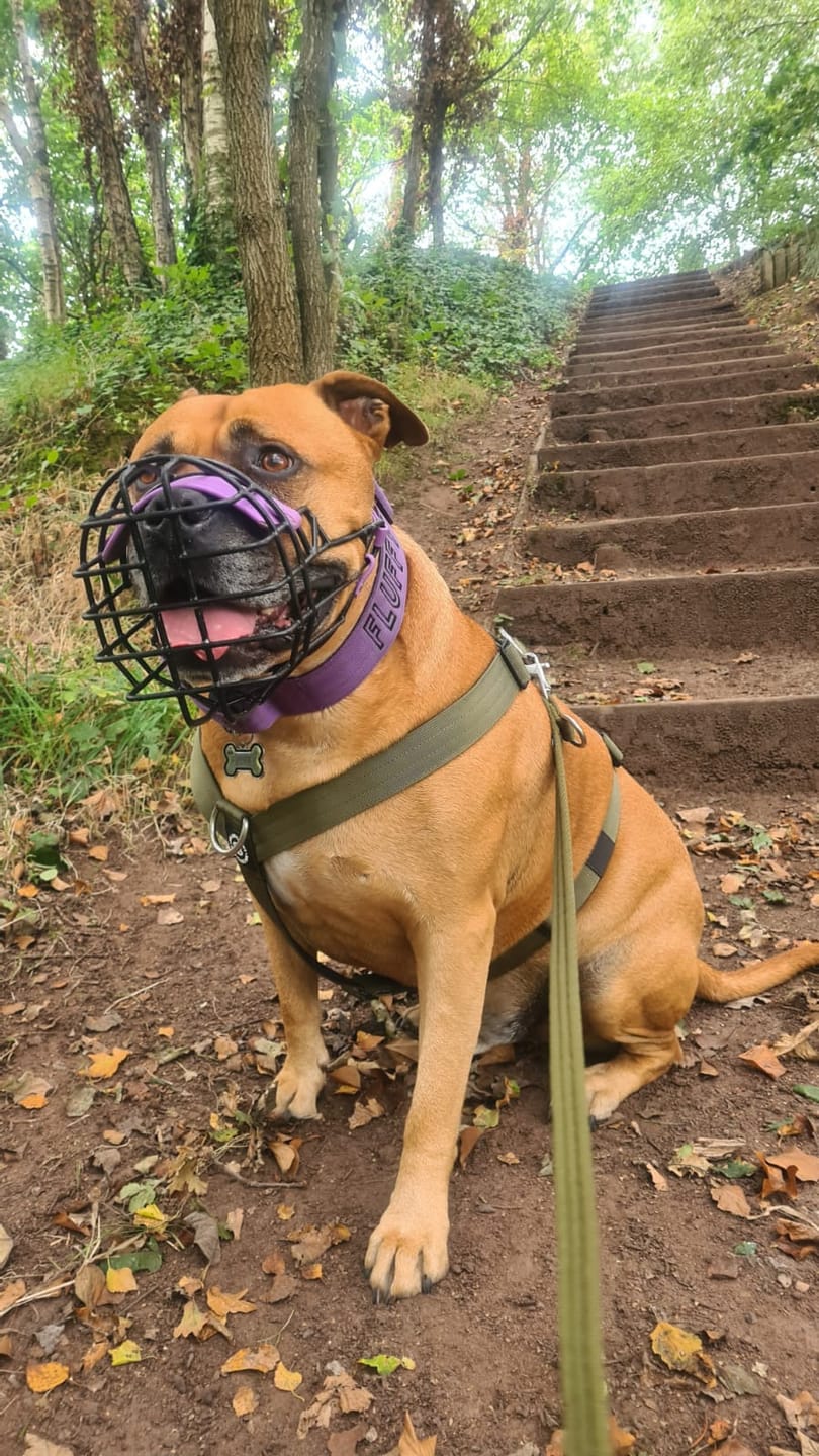 Customer photo review of TRI-Harness® | Anti-Pull, Adjustable & Durable - Dog Trainers Choice -  Khaki v2.0