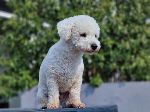 Customer photo review of Frischfutter für Energiebedarf von 476 kCal/Tag