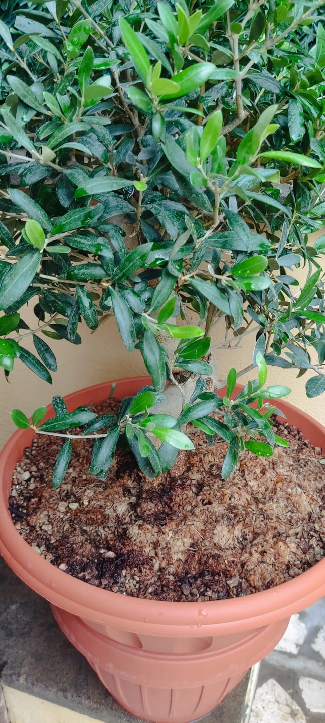 Customer photo review of PROTOCOLLO NUCLEARE CB®