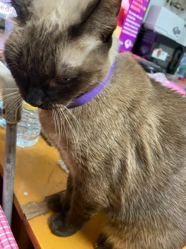 Customer photo review of FurLife™ - Natural Pheromone Calming Collar