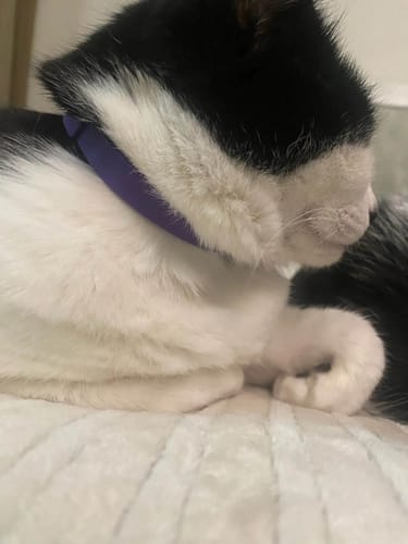 Customer photo review of FurLife™ - Natural Pheromone Calming Collar