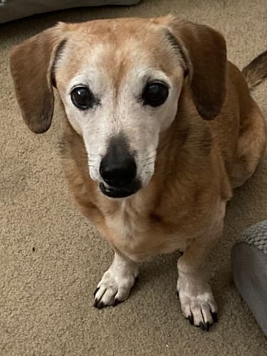 Customer photo review of Wild Salmon CBD Oil : 4 oz - 1,400 MG : Healthy Hips & Joint Care Formula