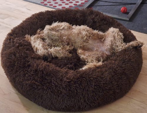 Customer photo review of Puppery Hundebett Wolke 7 - Das Original