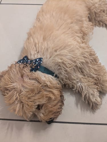 Customer photo review of Waterproof Collar - Emerald Green - Silver Hardware